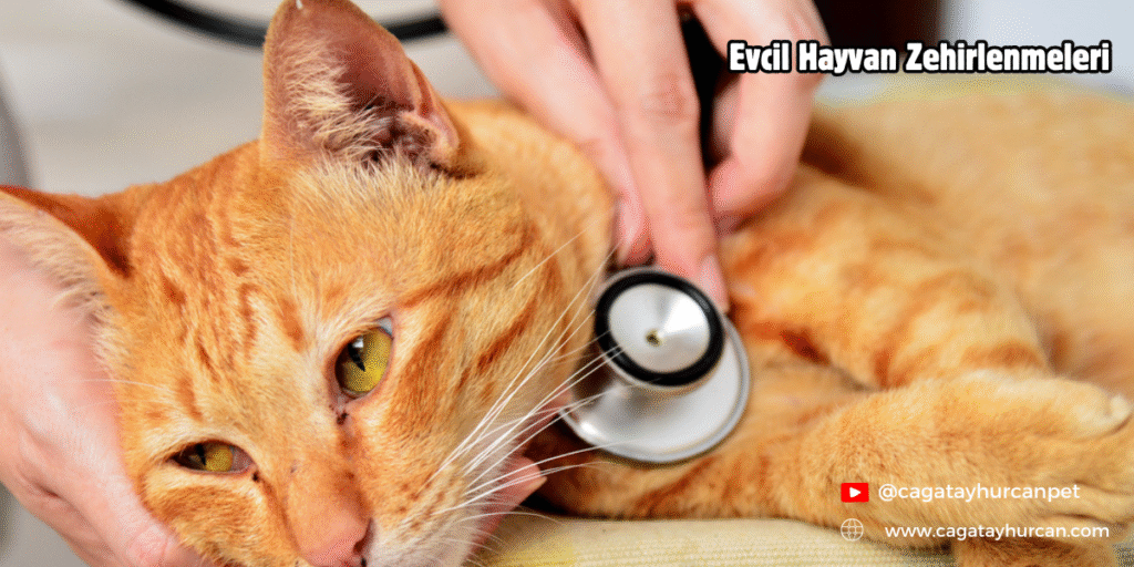 Evcil Hayvan Zehirlenmeleri