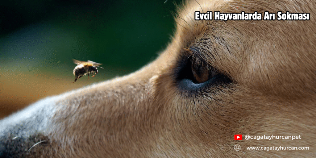 Evcil Hayvanlarda Arı Sokması