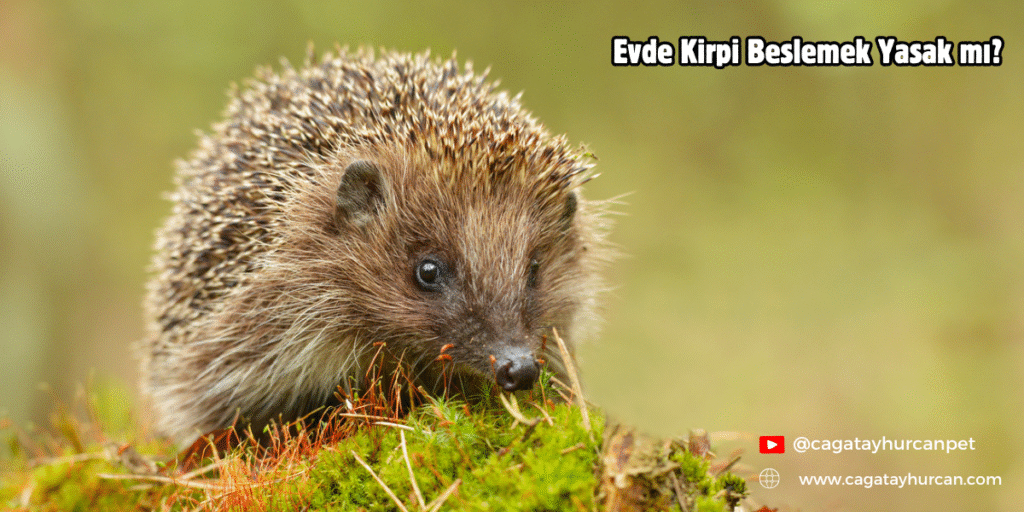 Evde Kirpi Beslemek Yasak mı?