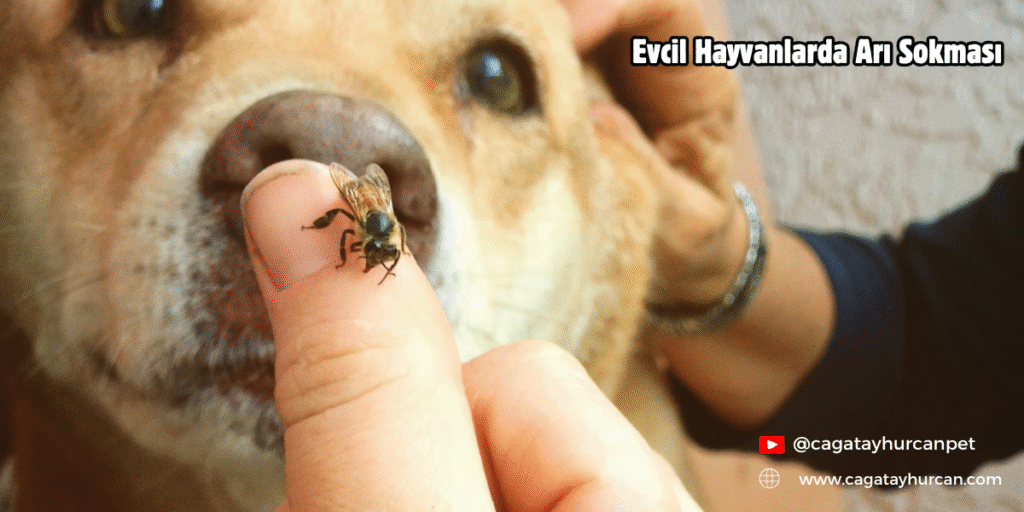Evcil Hayvanlarda Arı Sokması