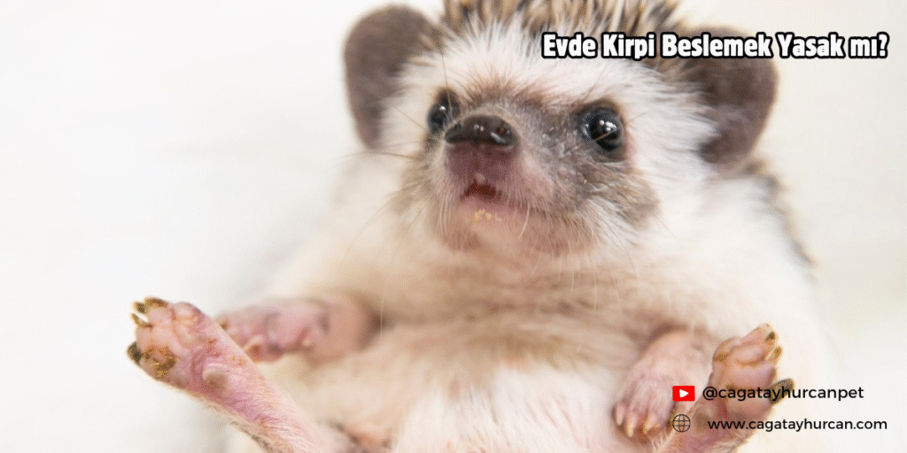 Evde Kirpi Beslemek Yasak mı?