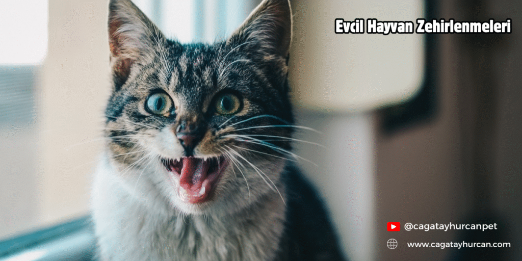 Evcil Hayvan Zehirlenmeleri