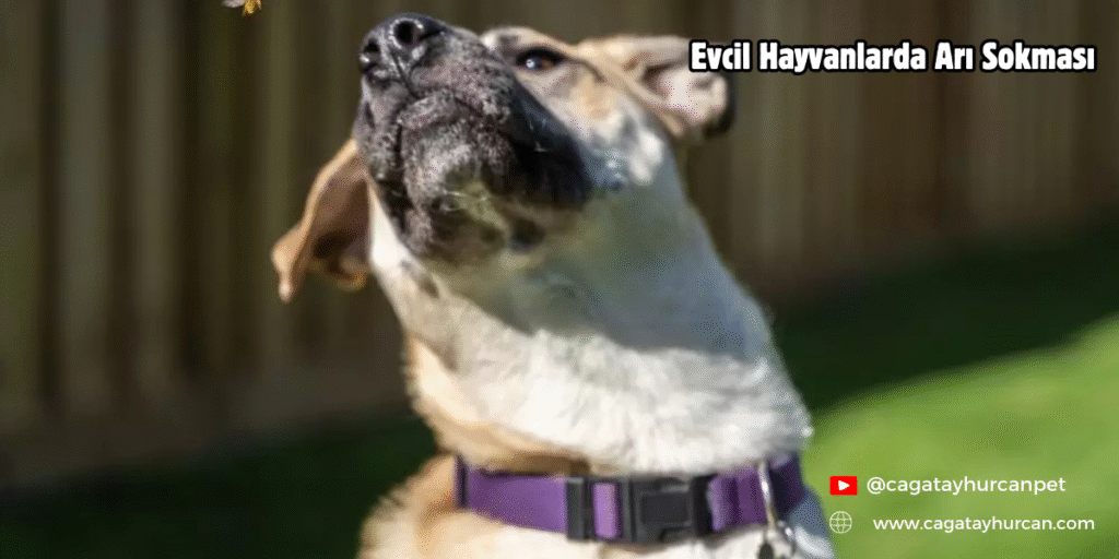 Evcil Hayvanlarda Arı Sokması