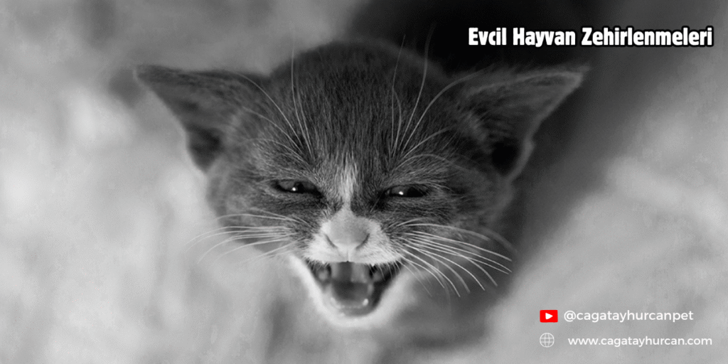 Evcil Hayvan Zehirlenmeleri