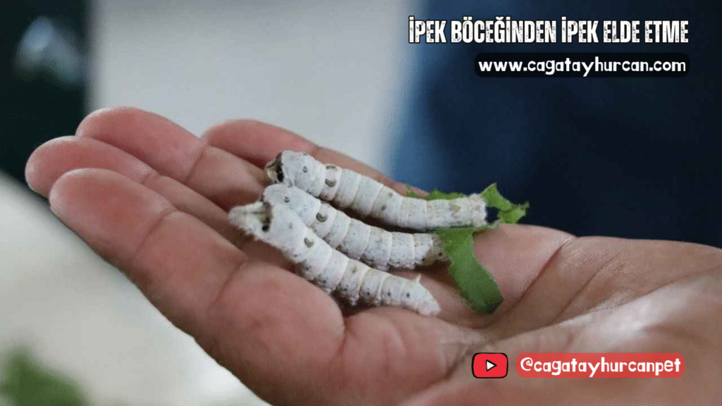 İpek Böceğinden İpek Elde Etme
