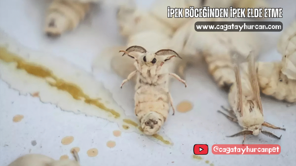 İpek Böceğinden İpek Elde Etme