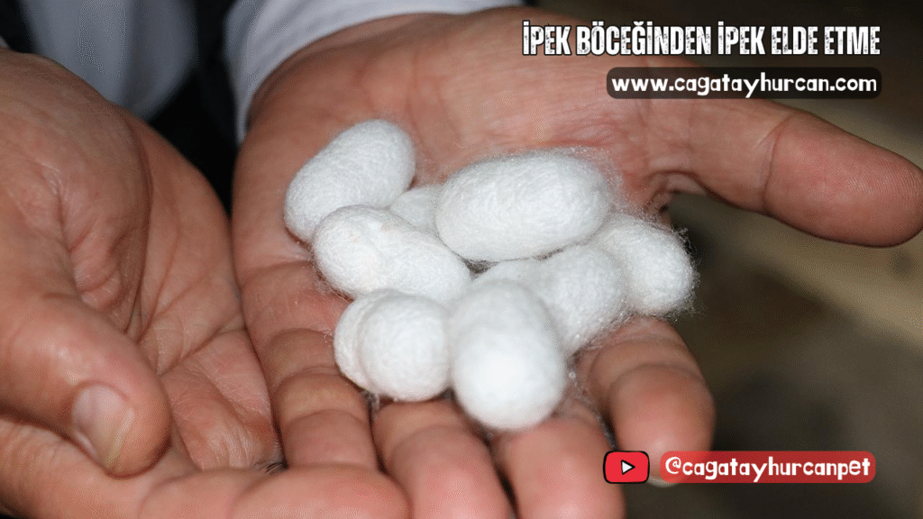 İpek Böceğinden İpek Elde Etme