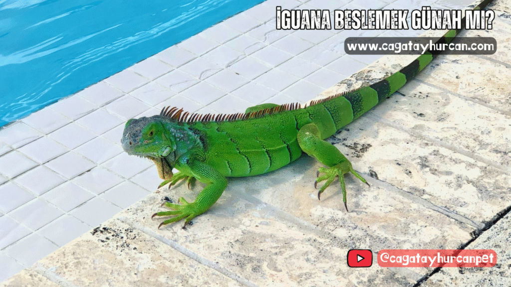 İguana Beslemek Günah mı?