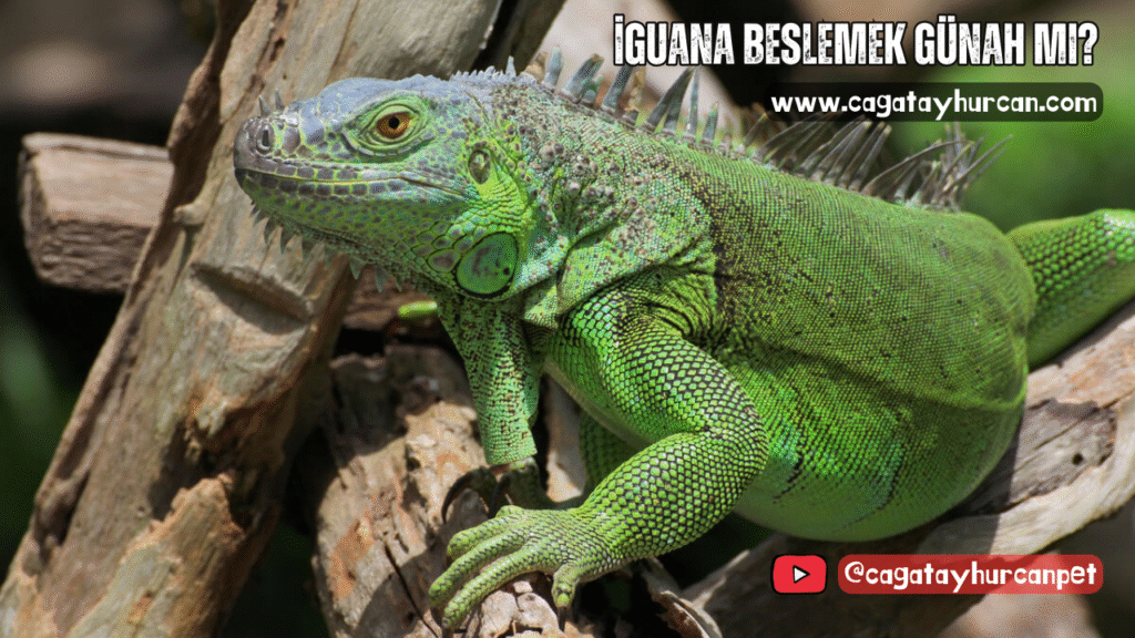 İguana Beslemek Günah mı?