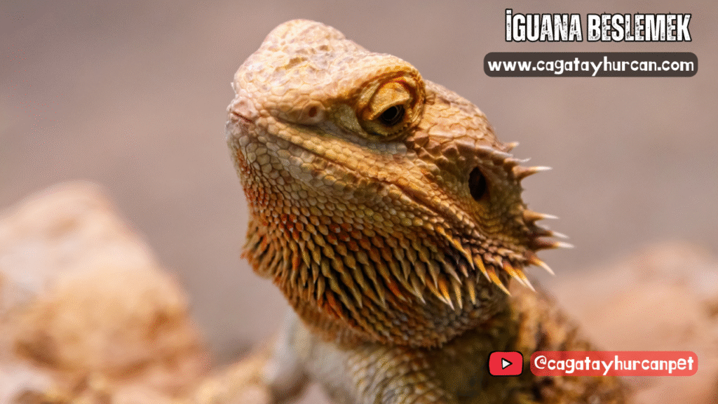 İguana Beslemek