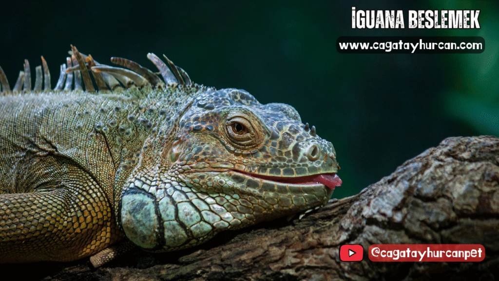 İguana Beslemek
