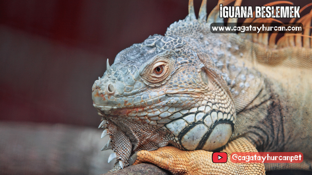 İguana Beslemek