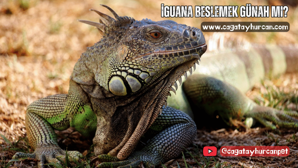 İguana Beslemek Günah mı?