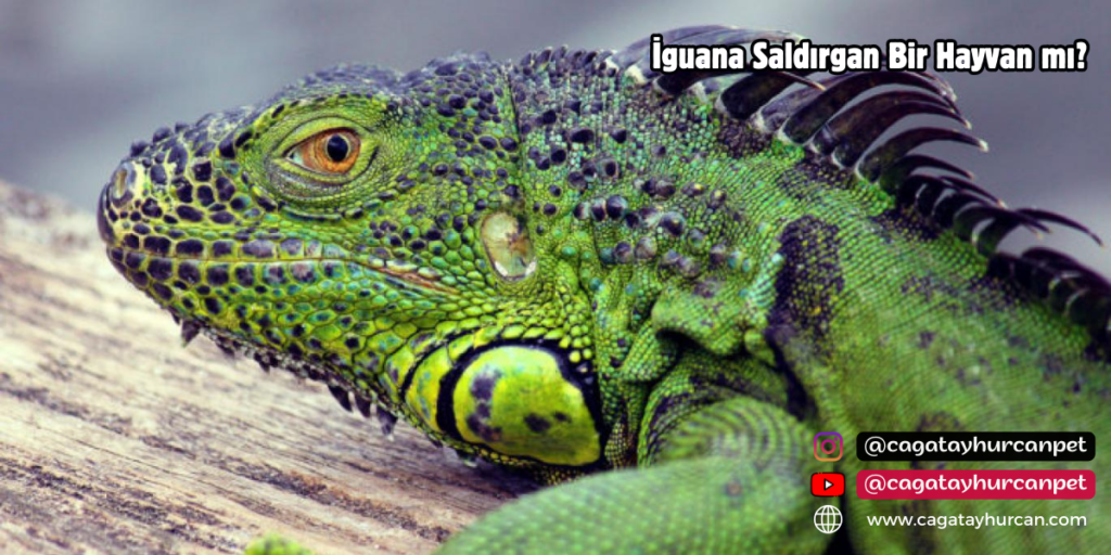 İguana Saldırgan Bir Hayvan mı?