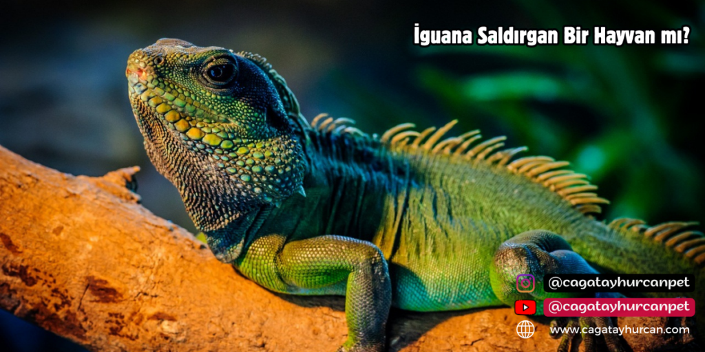 İguana Saldırgan Bir Hayvan mı?