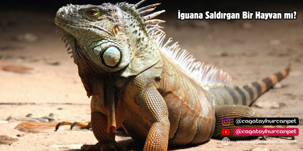 İguana Saldırgan Bir Hayvan mı?