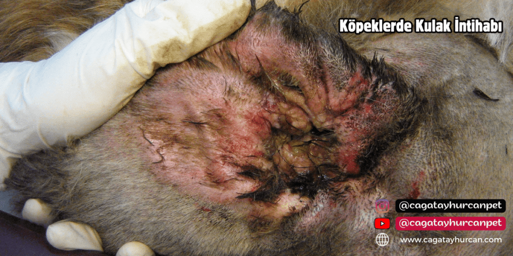 Köpeklerde Kulak Akması