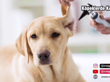 Köpeklerde Kulak İntihabı
