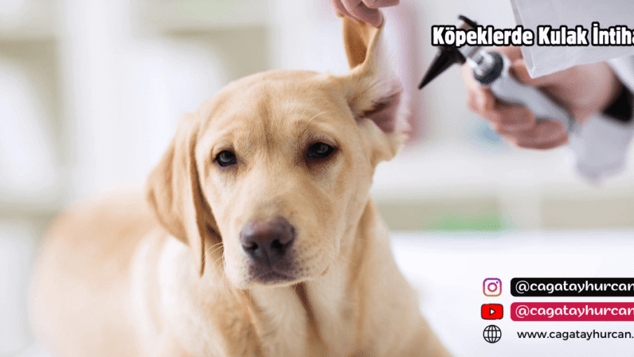 Köpeklerde Kulak İntihabı