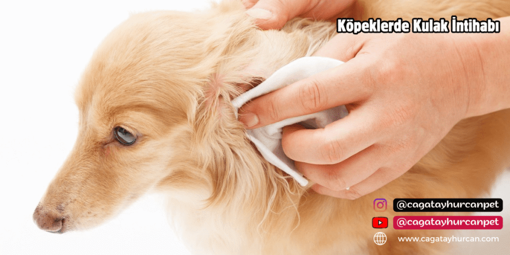 Köpeklerde Kulak İntihabı