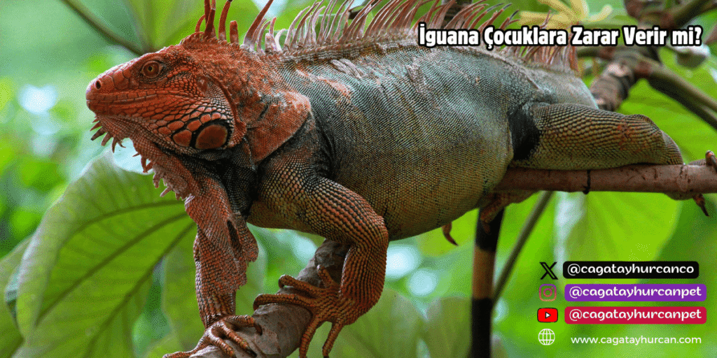 İguana Çocuklara Zarar Verir mi?
