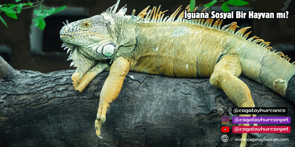 İguana Sosyal Bir Hayvan mı?