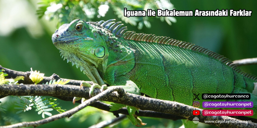 İguana ile Bukalemun Arasındaki Farklar