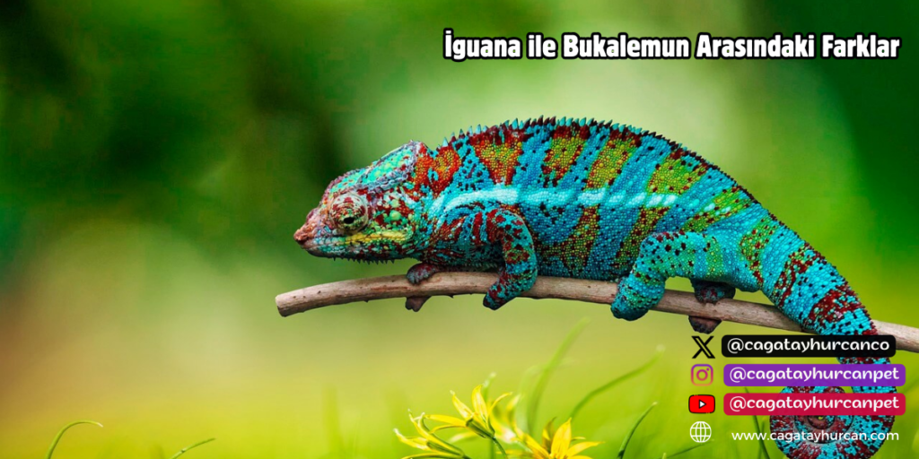 İguana ile Bukalemun Arasındaki Farklar
