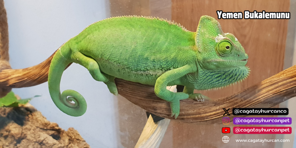 Yemen Bukalemunu