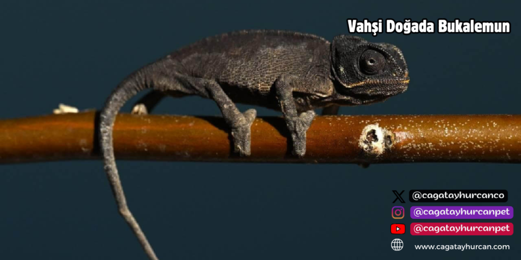 Vahşi Doğada Bukalemun