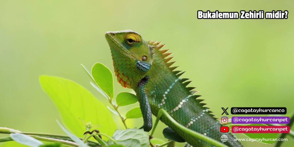 Bukalemun Zehirli midir?
