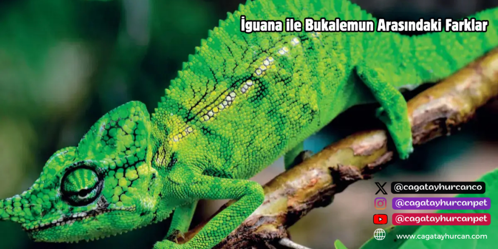 İguana ile Bukalemun Arasındaki Farklar