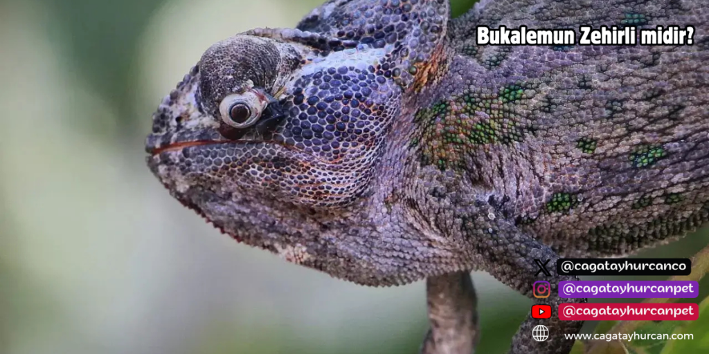 Bukalemun Zehirli midir?