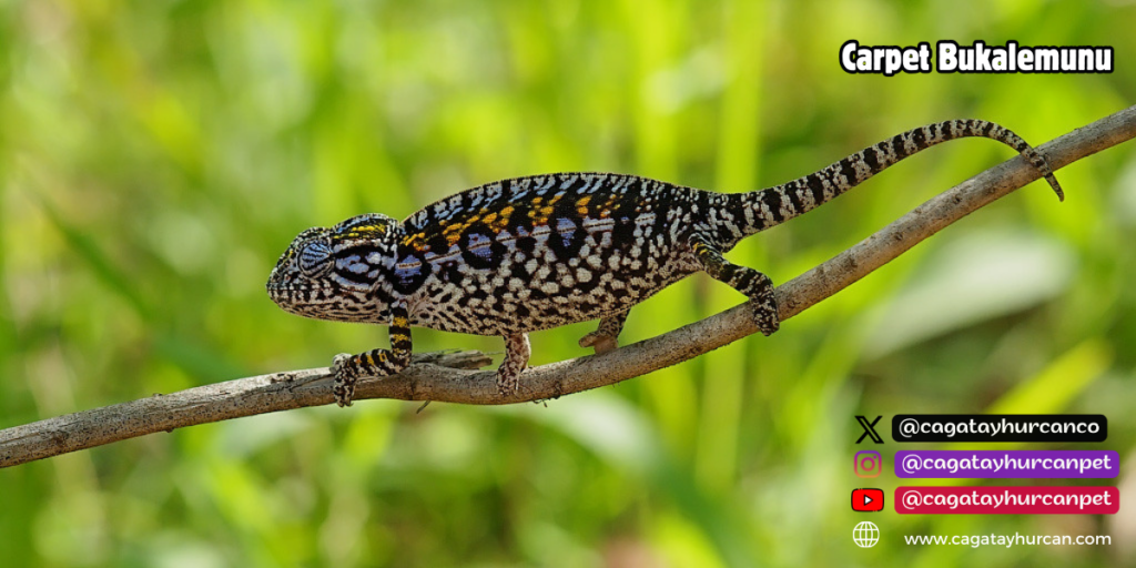 Carpet Bukalemunu