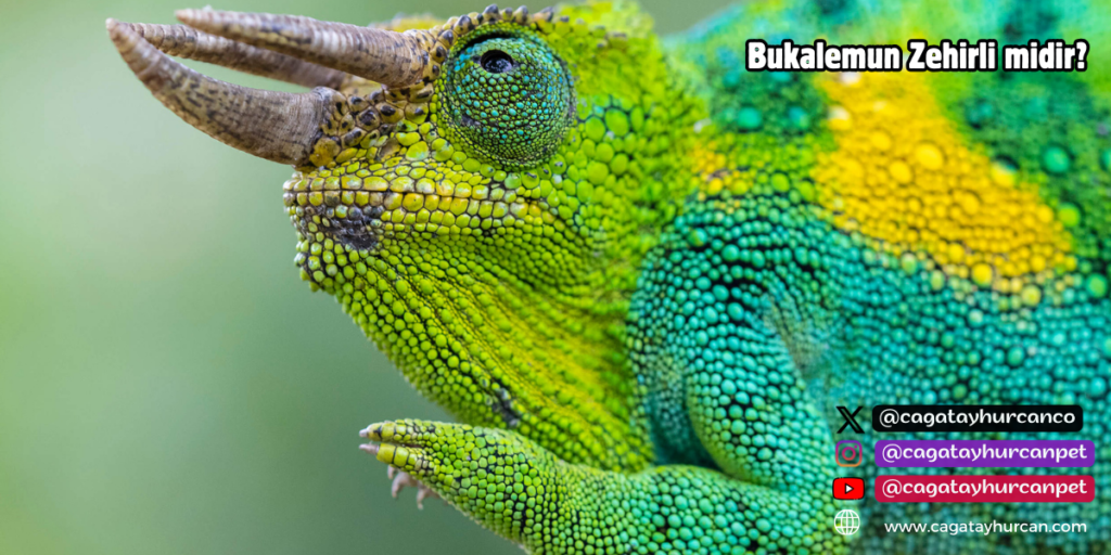 Bukalemun Zehirli midir?