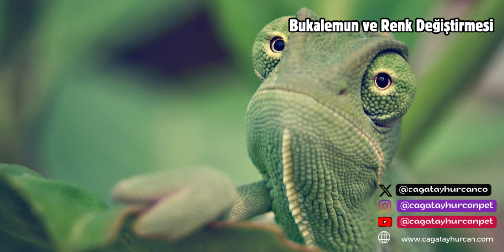 Bukalemun ve Renk Değiştirmesi