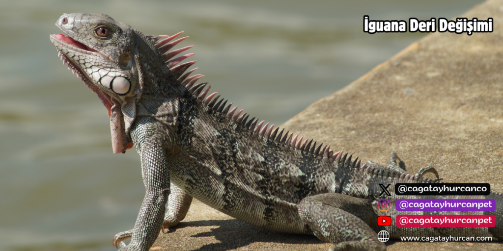 İguana Deri Değişimi