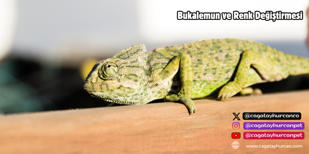 Bukalemun ve Renk Değiştirmesi
