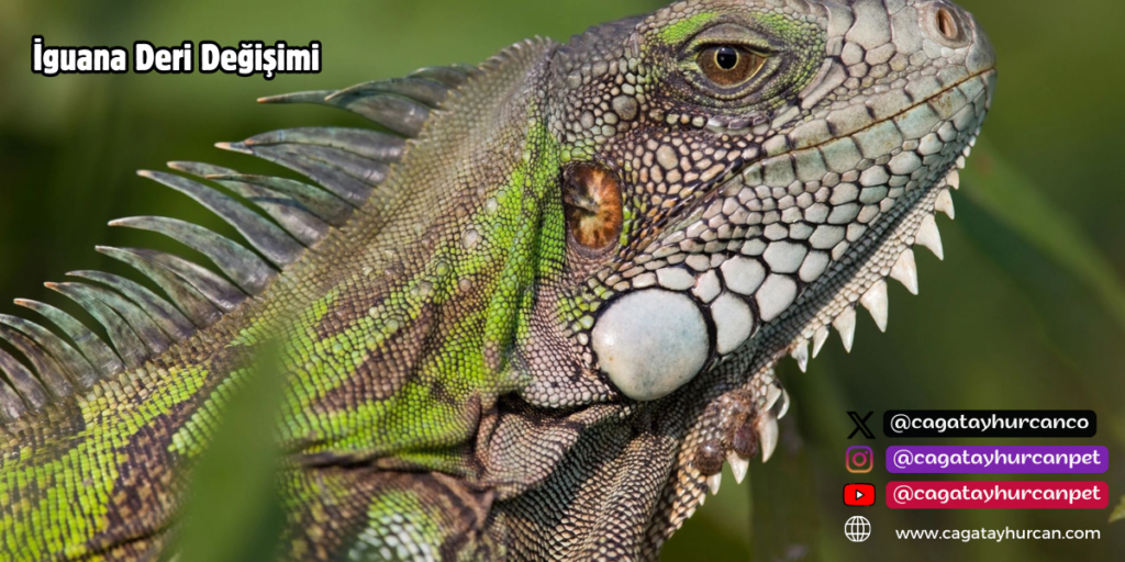İguana Deri Değişimi