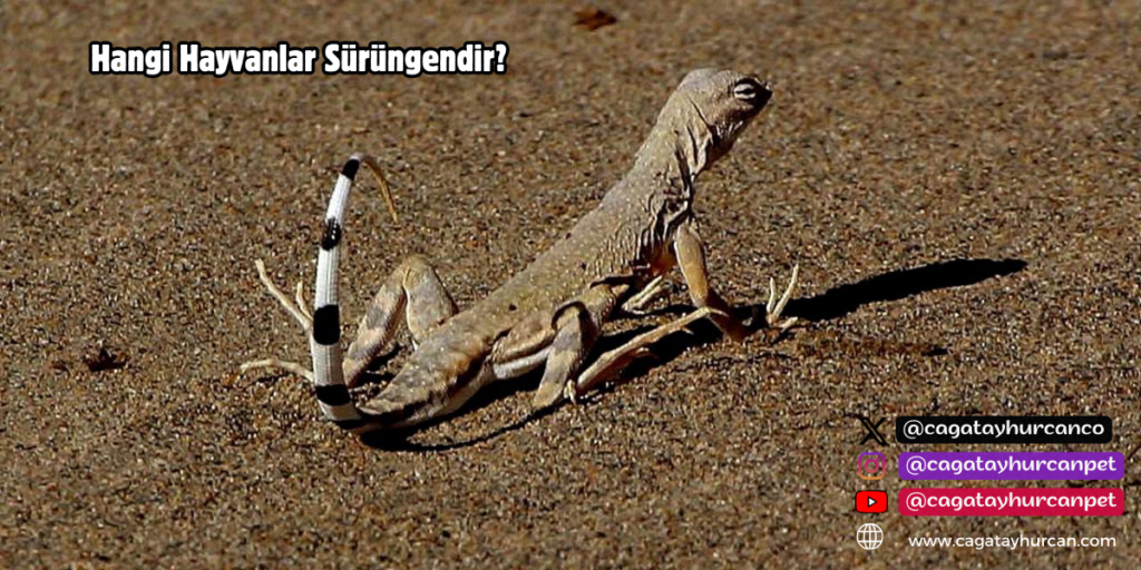 Hangi Hayvanlar Sürüngendir?