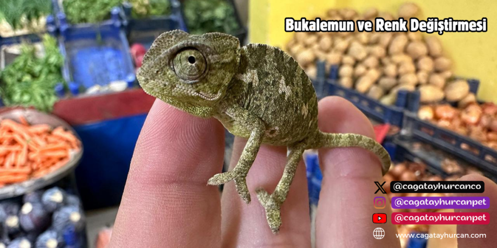 Bukalemun ve Renk Değiştirmesi
