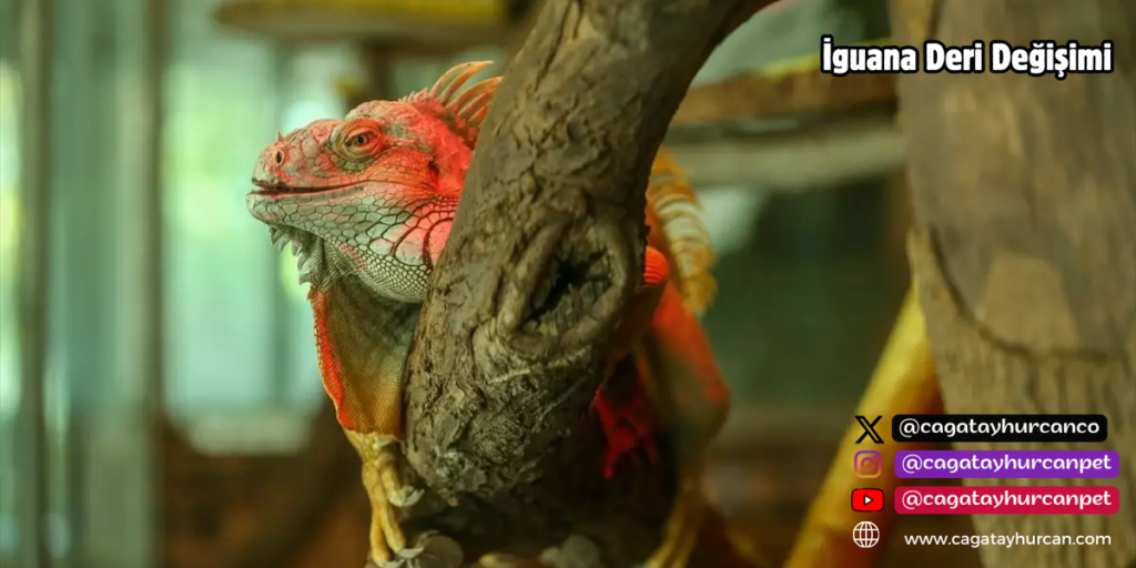 İguana Deri Değişimi