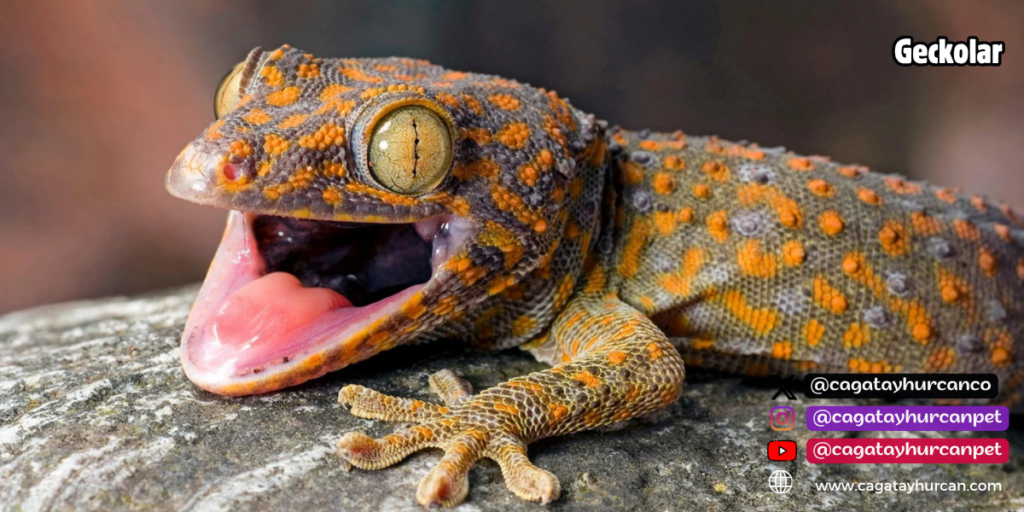 Geckolar
