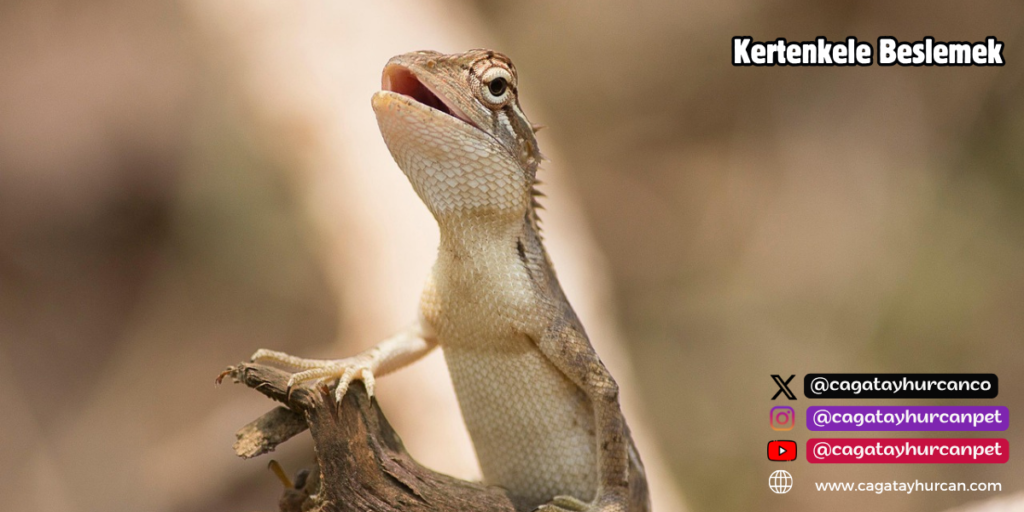 Kertenkele Beslemek
