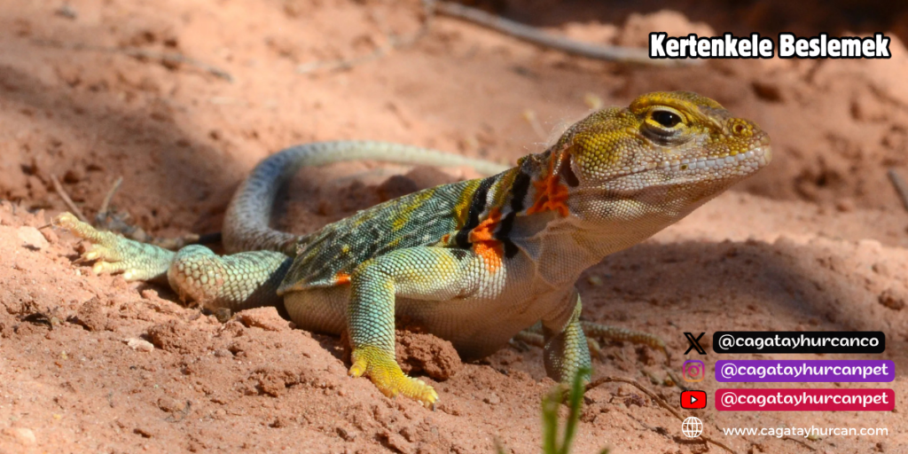 Kertenkele Beslemek
