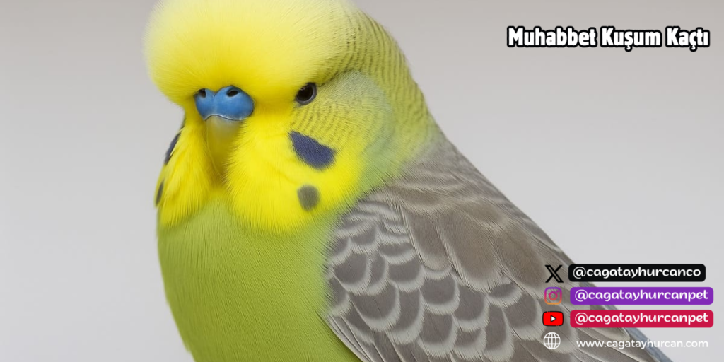 Muhabbet Kuşum Kaçtı!