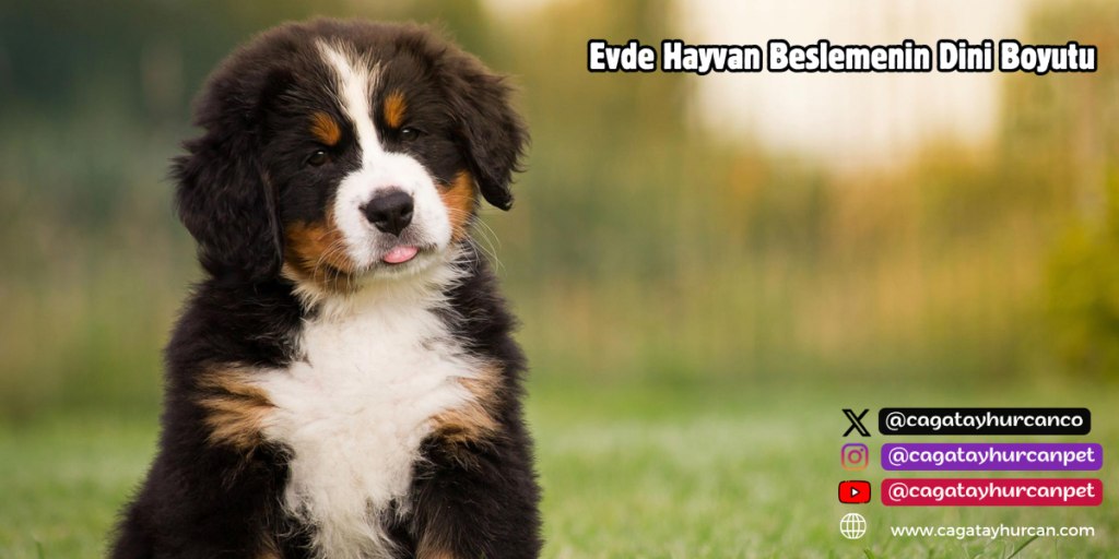 Evde Hayvan Beslemenin Dini Boyutu