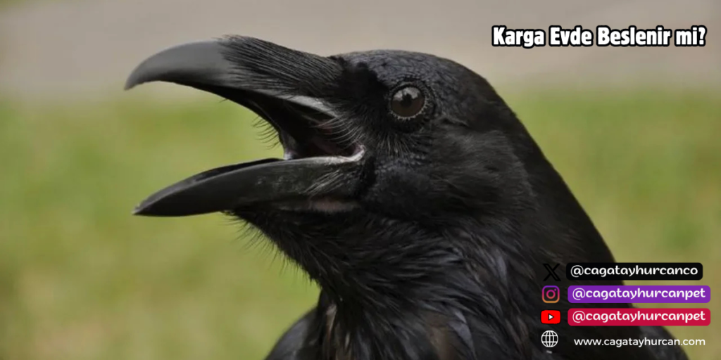Karga Evde Beslenir mi?