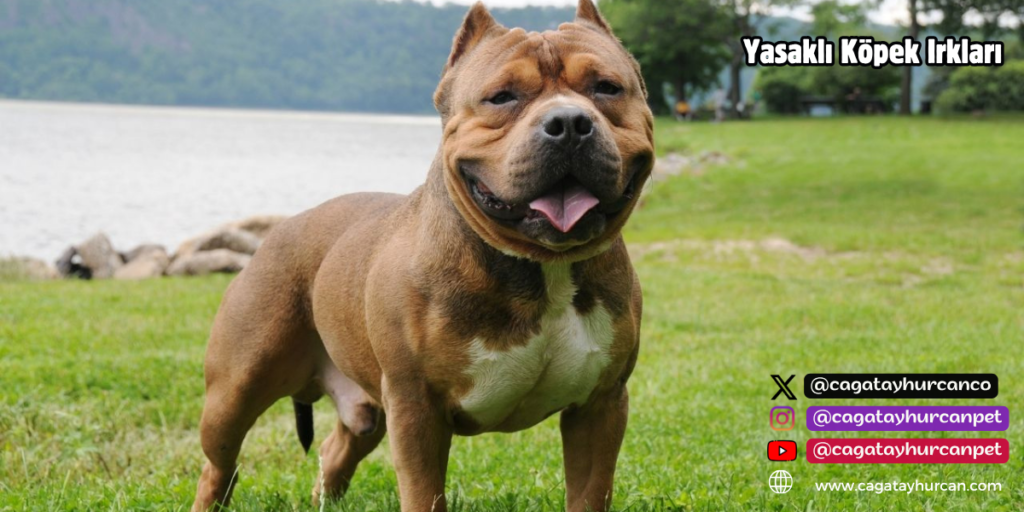 Yasaklı Köpek Irkları