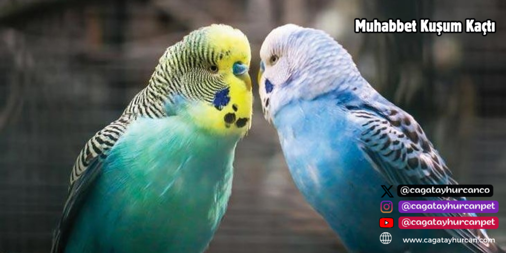 Muhabbet Kuşum Kaçtı!